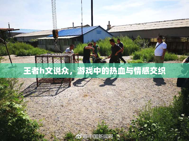 王者h文说众，游戏中的热血与情感交织