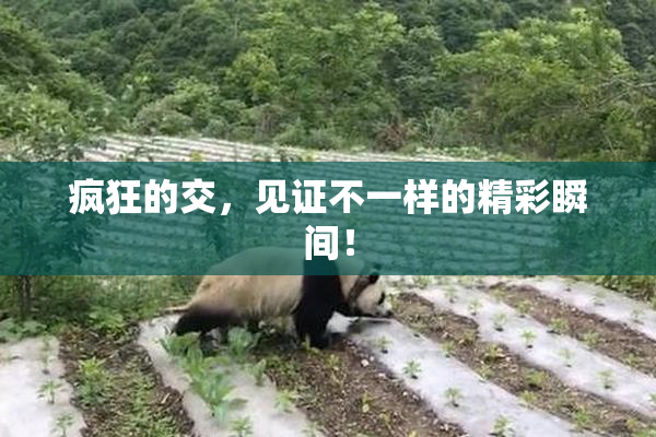 疯狂的交，见证不一样的精彩瞬间！