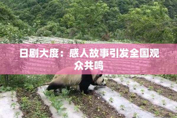 日剧大度：感人故事引发全国观众共鸣
