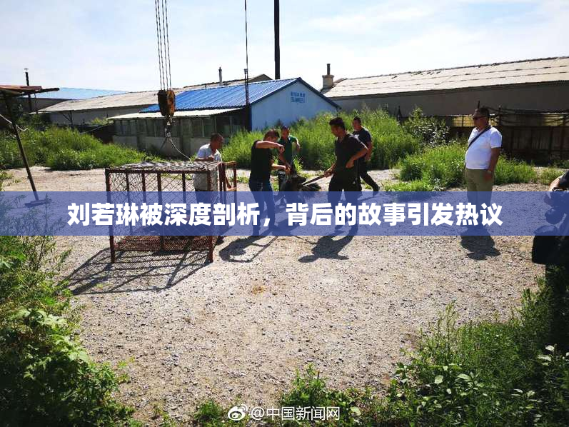 刘若琳被深度剖析，背后的故事引发热议