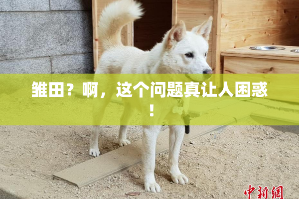 雏田？啊，这个问题真让人困惑！