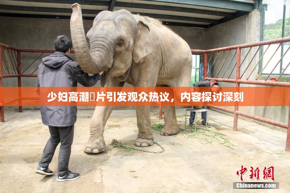 少妇高潮婬片引发观众热议，内容探讨深刻