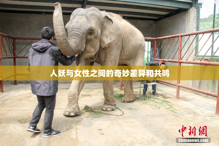 人妖与女性之间的奇妙差异和共鸣
