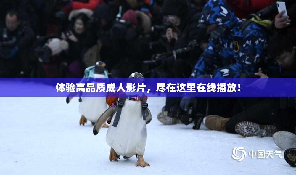 体验高品质成人影片，尽在这里在线播放！