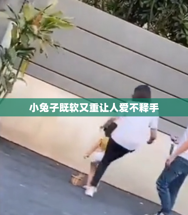 小兔子既软又重让人爱不释手