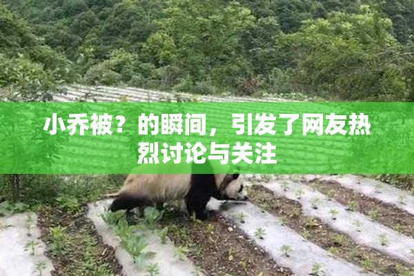 小乔被？的瞬间，引发了网友热烈讨论与关注