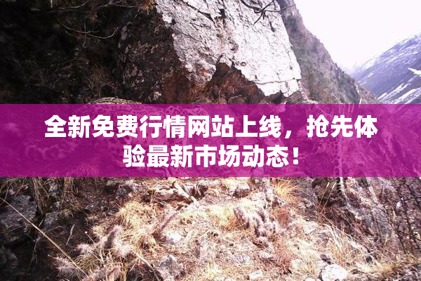 全新免费行情网站上线，抢先体验最新市场动态！