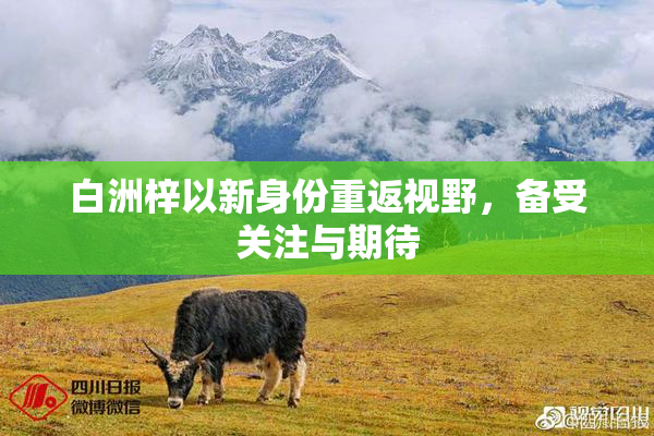 白洲梓以新身份重返视野，备受关注与期待