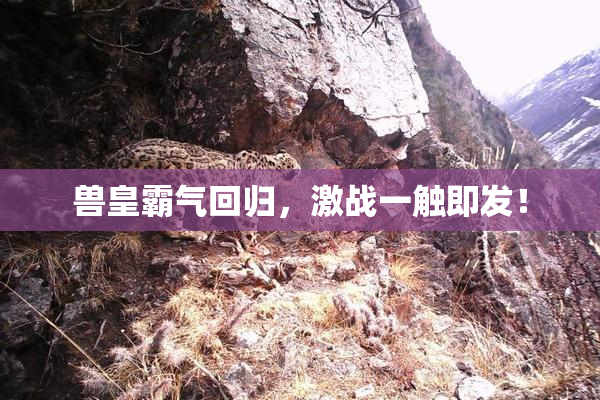 兽皇霸气回归，激战一触即发！