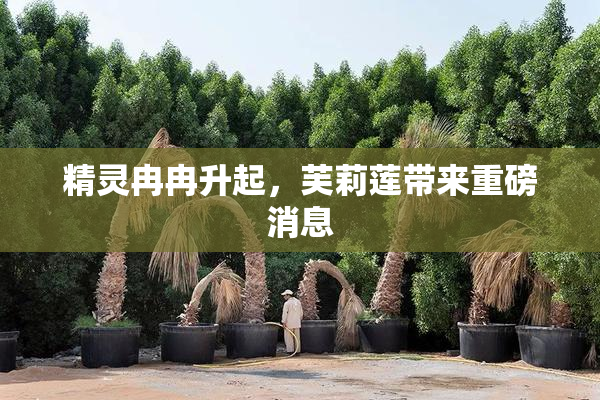 精灵冉冉升起，芙莉莲带来重磅消息