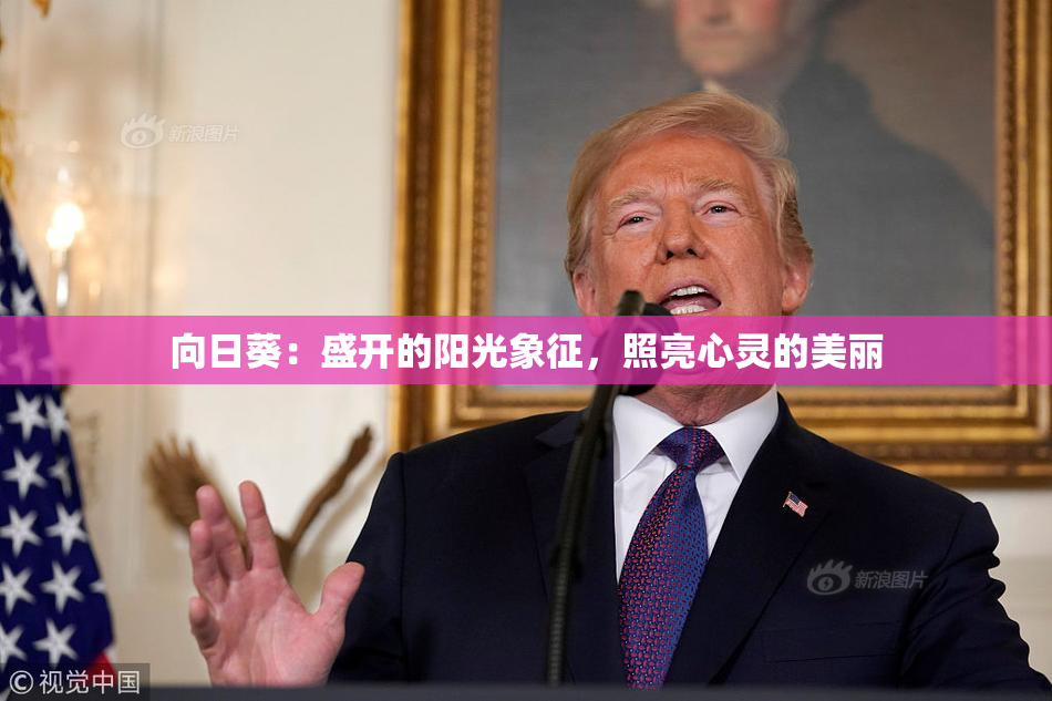 向日葵：盛开的阳光象征，照亮心灵的美丽