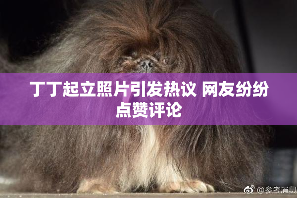 丁丁起立照片引发热议 网友纷纷点赞评论