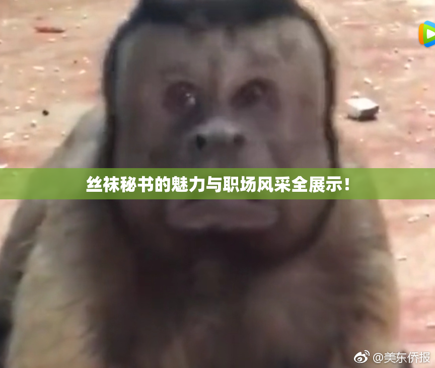 丝袜秘书的魅力与职场风采全展示！