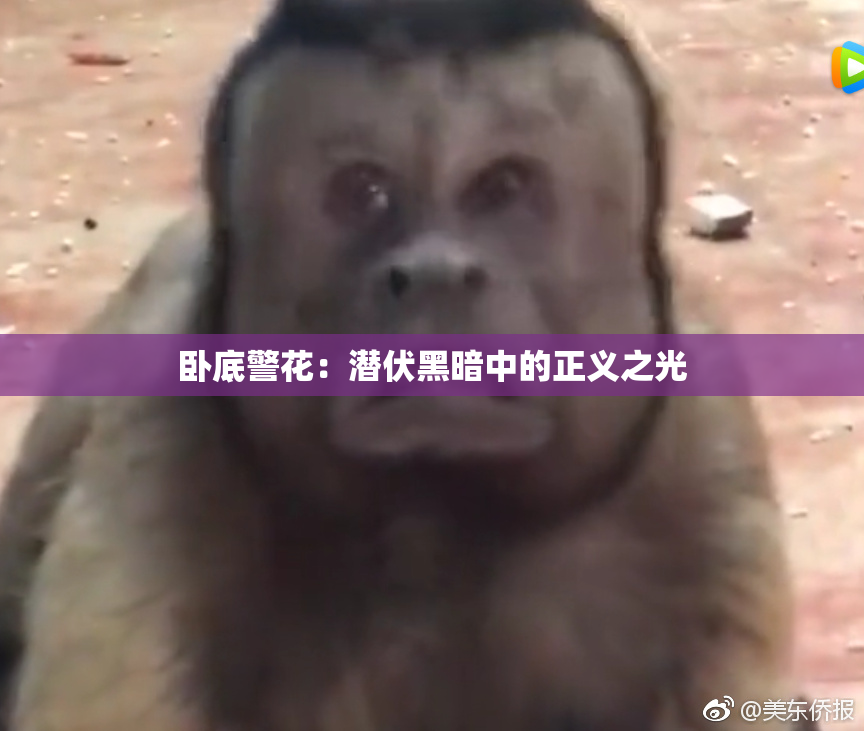 卧底警花：潜伏黑暗中的正义之光