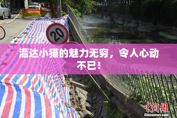 温达小猫的魅力无穷，令人心动不已！
