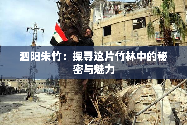 泗阳朱竹：探寻这片竹林中的秘密与魅力