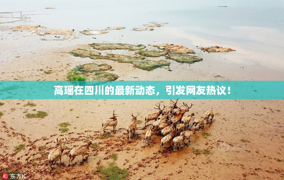 高瑶在四川的最新动态，引发网友热议！