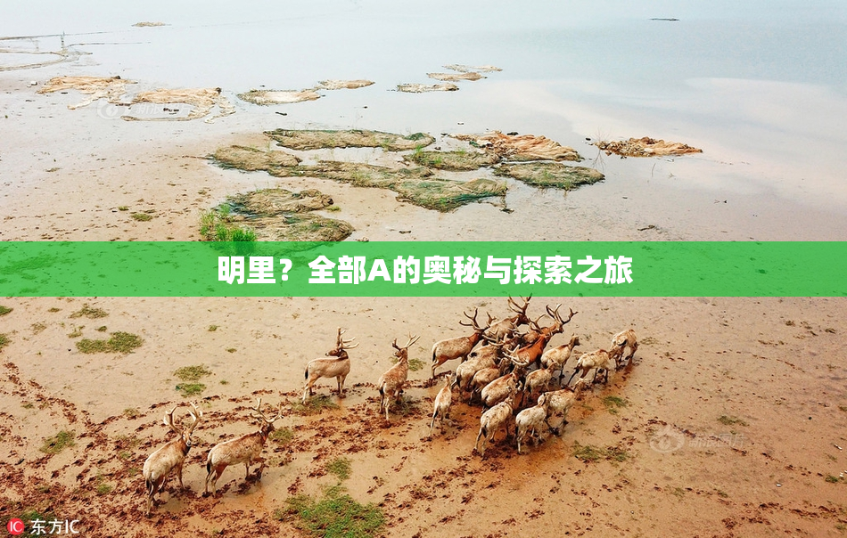 明里？全部A的奥秘与探索之旅