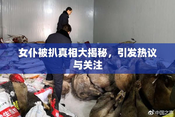 女仆被扒真相大揭秘，引发热议与关注