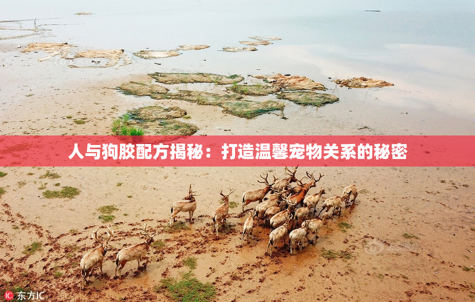 人与狗胶配方揭秘：打造温馨宠物关系的秘密