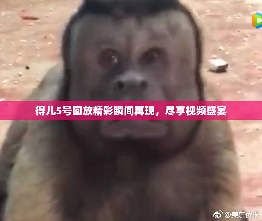 得儿5号回放精彩瞬间再现，尽享视频盛宴