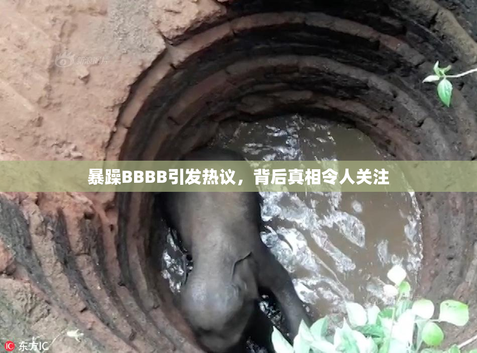 暴躁BBBB引发热议，背后真相令人关注