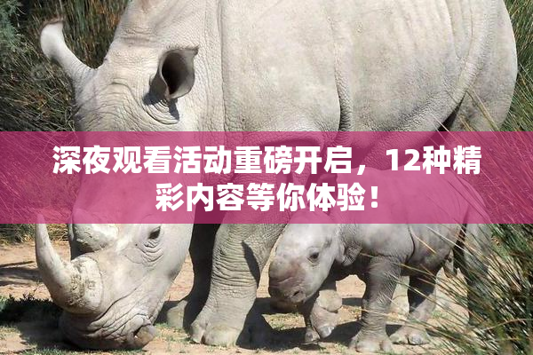 深夜观看活动重磅开启，12种精彩内容等你体验！