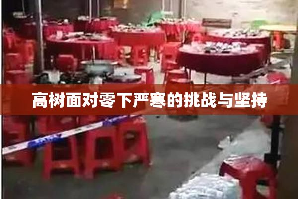高树面对零下严寒的挑战与坚持