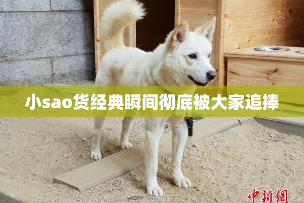 小sao货经典瞬间彻底被大家追捧
