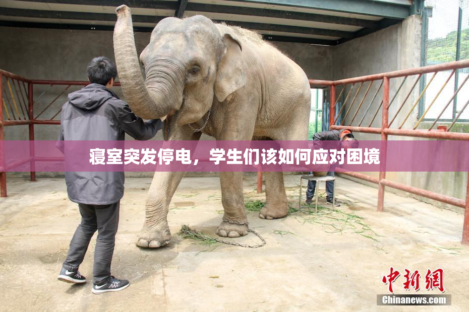 寝室突发停电，学生们该如何应对困境