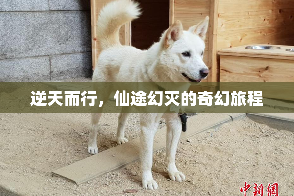 逆天而行，仙途幻灭的奇幻旅程