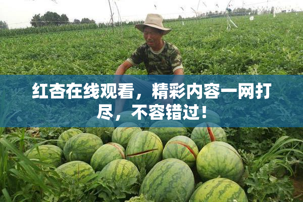 红杏在线观看，精彩内容一网打尽，不容错过！