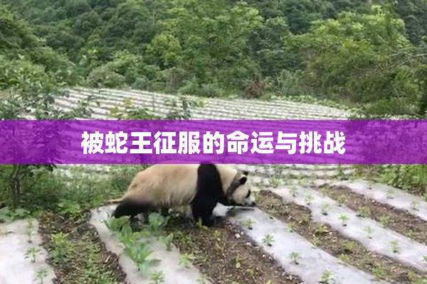被蛇王征服的命运与挑战