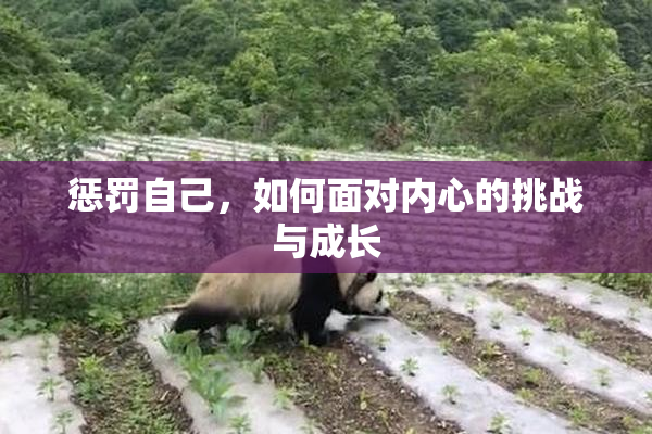惩罚自己，如何面对内心的挑战与成长