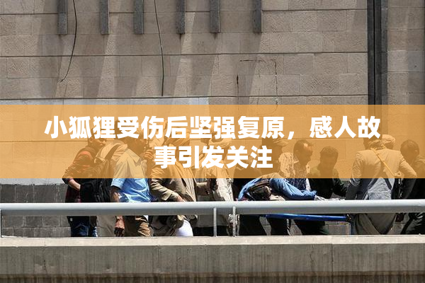 小狐狸受伤后坚强复原，感人故事引发关注