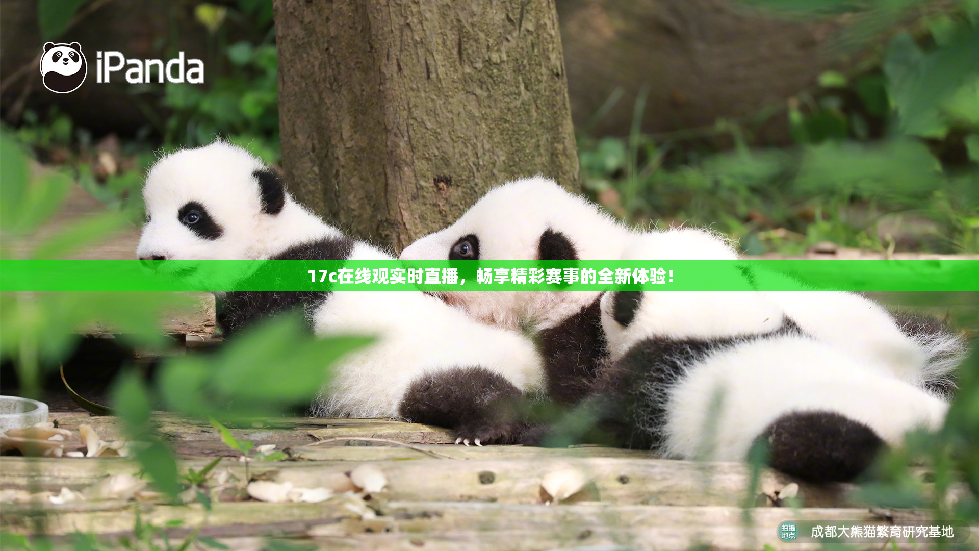17c在线观实时直播，畅享精彩赛事的全新体验！