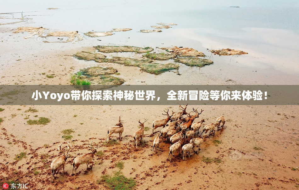 小Yoyo带你探索神秘世界，全新冒险等你来体验！