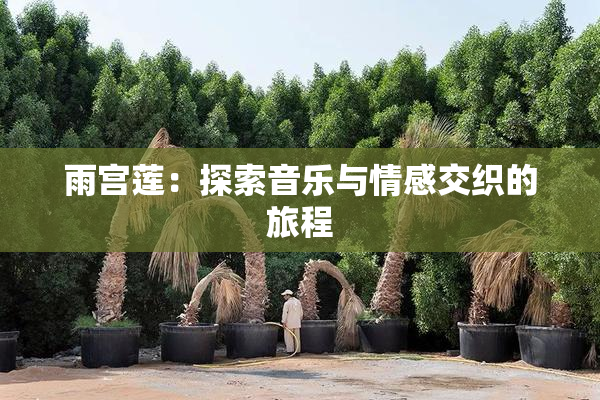 雨宫莲：探索音乐与情感交织的旅程