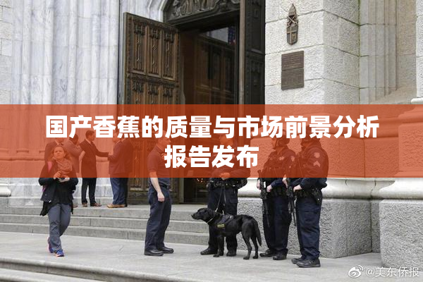 国产香蕉的质量与市场前景分析报告发布