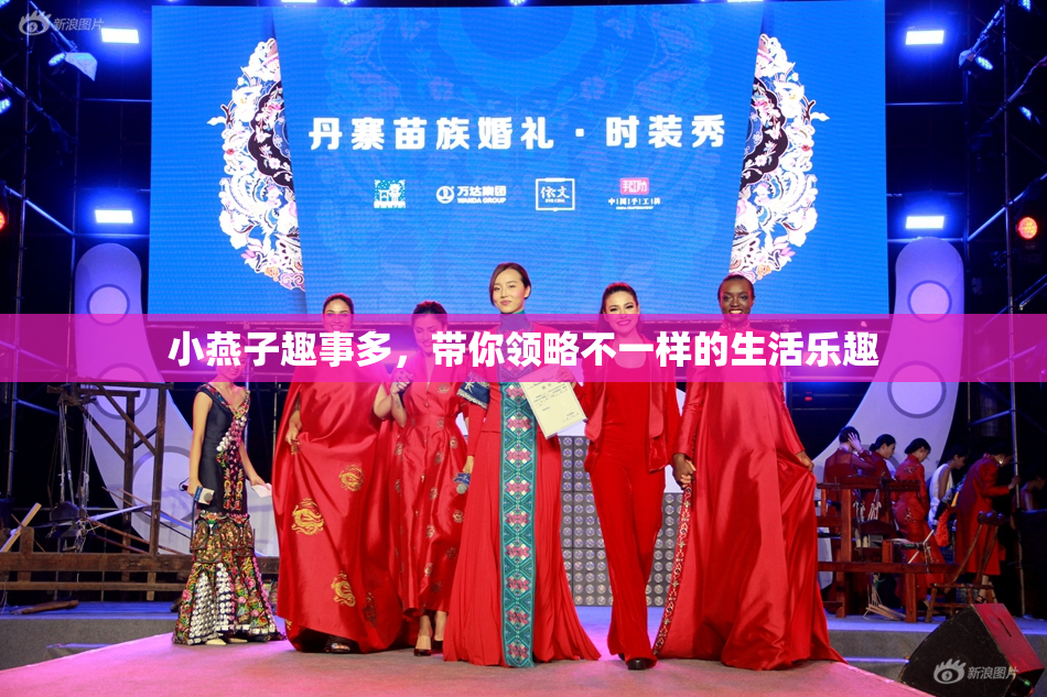小燕子趣事多，带你领略不一样的生活乐趣