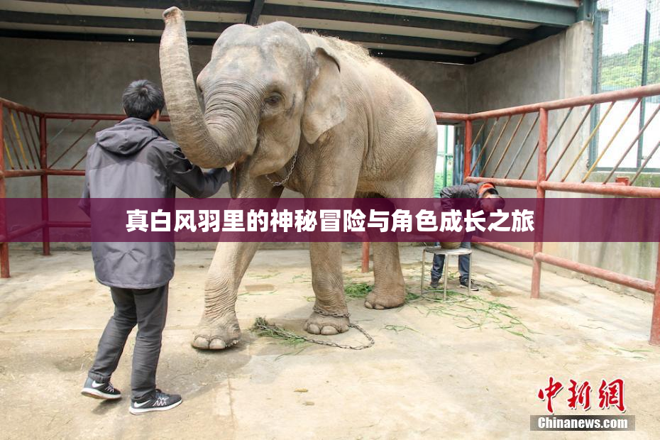 真白风羽里的神秘冒险与角色成长之旅