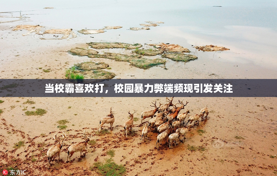 当校霸喜欢打，校园暴力弊端频现引发关注
