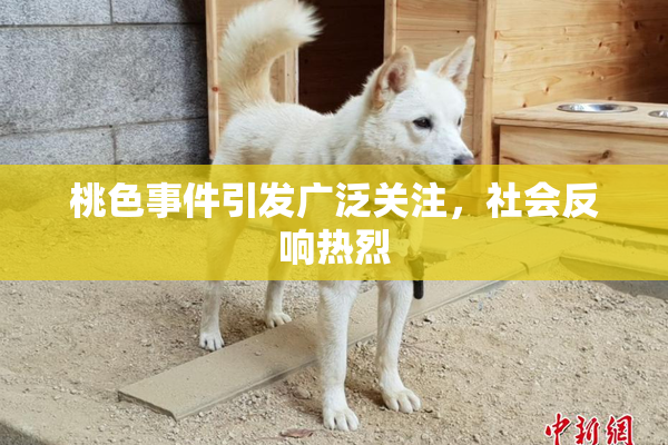 桃色事件引发广泛关注，社会反响热烈