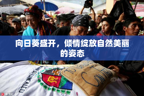 向日葵盛开，倾情绽放自然美丽的姿态