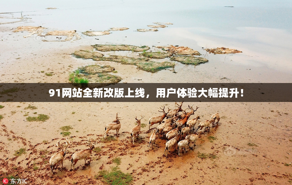 91网站全新改版上线，用户体验大幅提升！