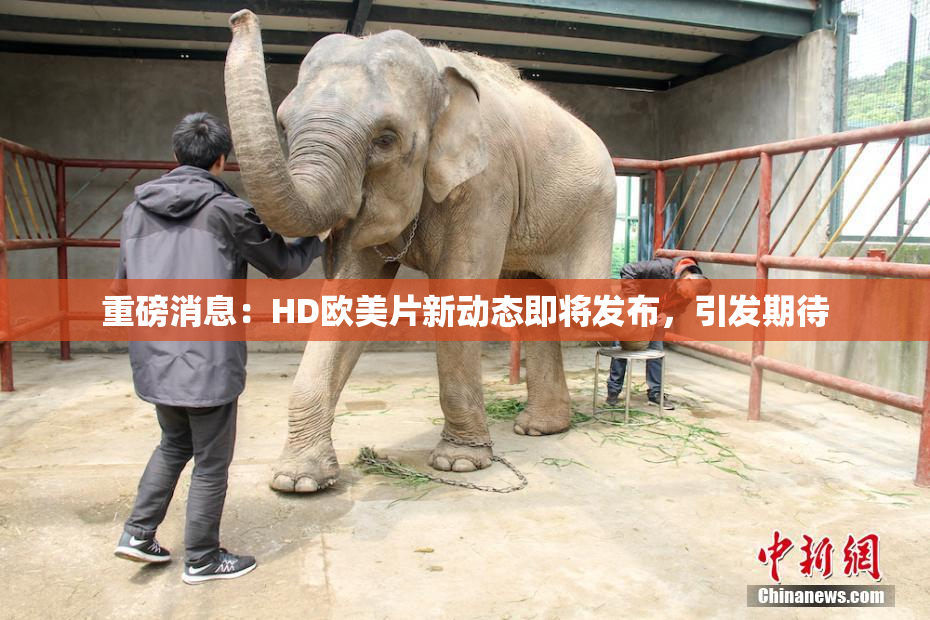 重磅消息：HD欧美片新动态即将发布，引发期待