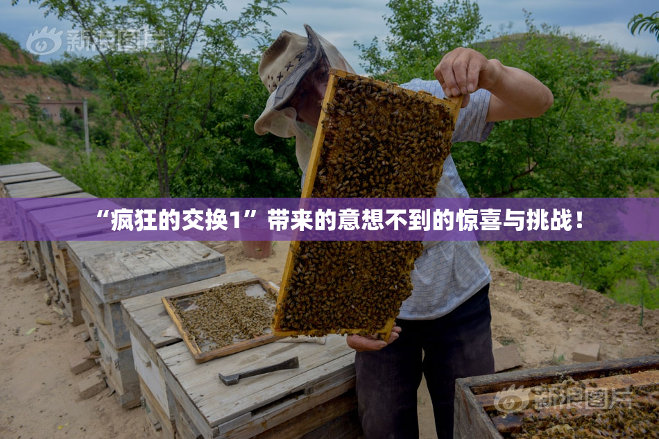“疯狂的交换1”带来的意想不到的惊喜与挑战！