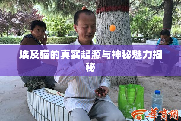 埃及猫的真实起源与神秘魅力揭秘