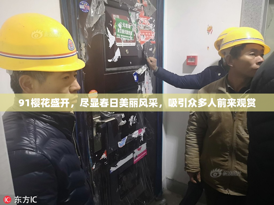 91樱花盛开，尽显春日美丽风采，吸引众多人前来观赏