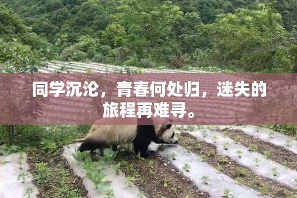同学沉沦，青春何处归，迷失的旅程再难寻。